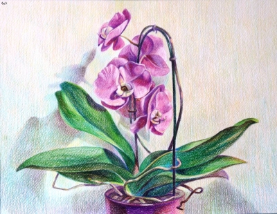 Кононова С.В., Phalaenopsis, бумага,  цв. карандаши, 50х39